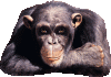 post-20101-0-99133100-1522328396_thumb.gif