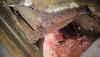 post-20764-0-95451700-1551889421_thumb.jpeg