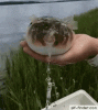 post-13750-0-92057600-1533551260_thumb.gif