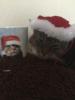 dave Christmas hat cat.jpg