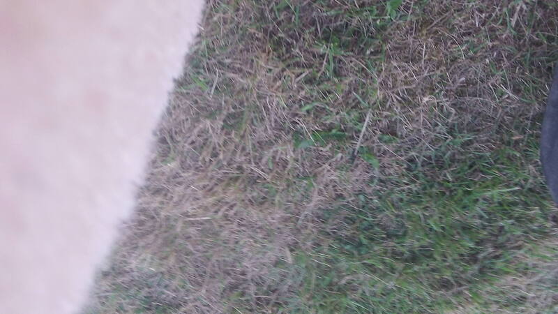 100_0865.thumb.JPG.508656936e30423af14b8a3258bb172e.JPG