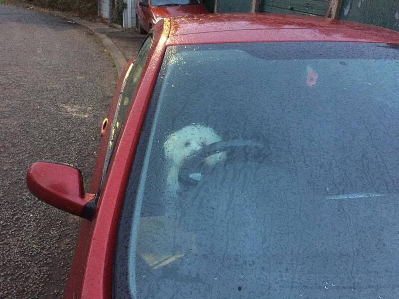 olliecar3.thumb.jpg.6696ede1119451bae0fcaeac09450204.jpg