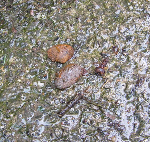 20120510-14.thumb.jpg.ff0540475f27feed386e982d67115419.jpg