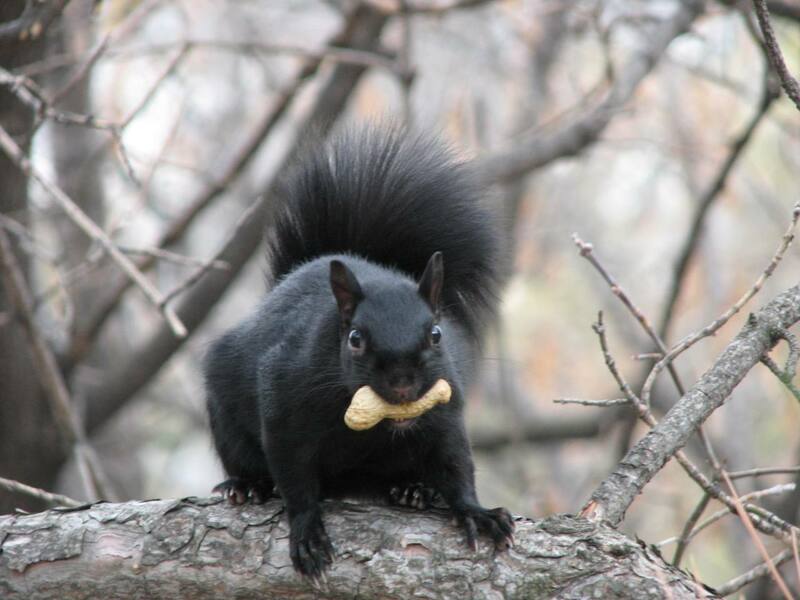 Eastern_Grey_Squirrel-black.jpg
