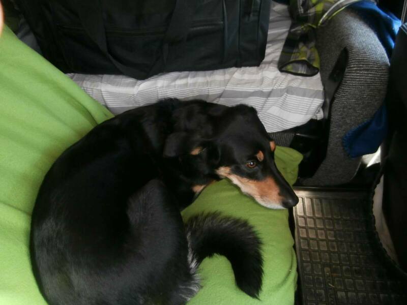 Lulu.thumb.JPG.f3746890ab34fc2cc2cc1ee9ac154338.JPG
