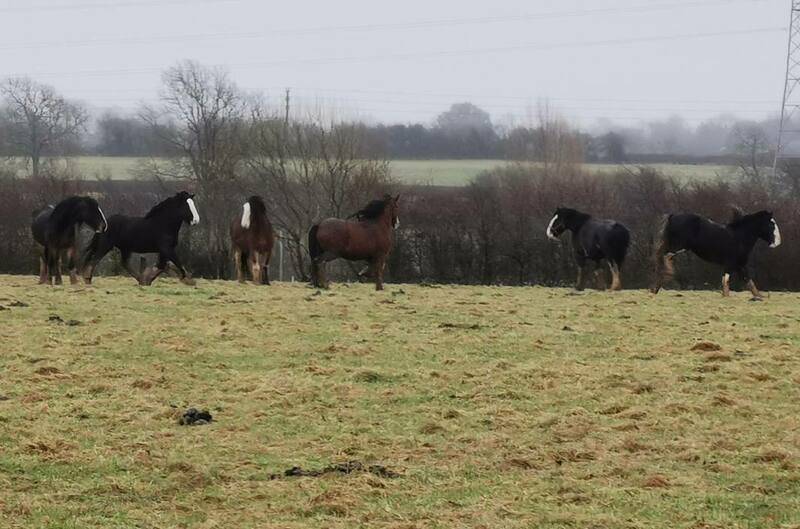 IMG_20211228_130046 broad.jpg