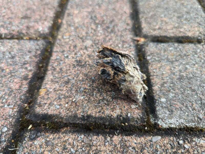 Mouse_1.thumb.jpg.138d1ac8ccf8c58210812590ffb03232.jpg