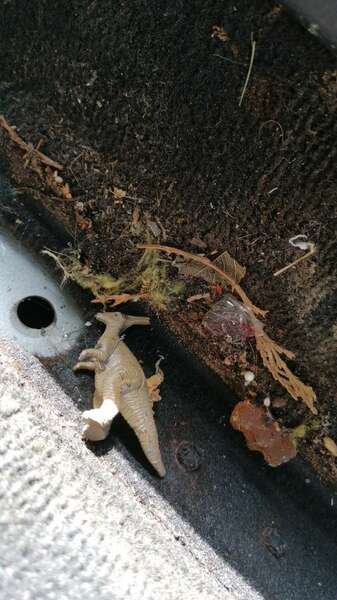 IMG-20230701-WA0014.thumb.jpeg.a6c2ad4ea2e2dbffd2b1161b711ea368.jpeg