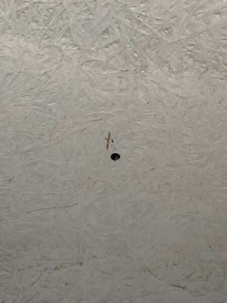 IMG_3948.thumb.jpeg.c14eb14669cc5eaeaf0fd76b47a259d1.jpeg