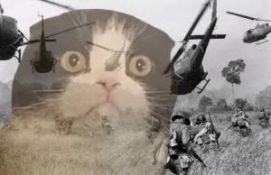 vietnam_cat.jpg.536a1224a8fc8e0d347ab9d8cbc0062e.jpg.5707fa32956934e1f016cb8a810889cd.jpg