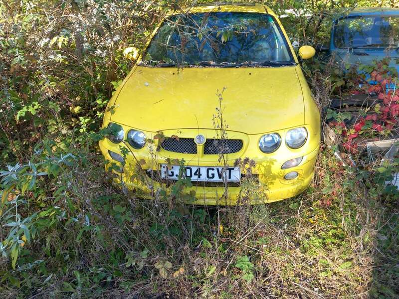 yellow mg.jpg