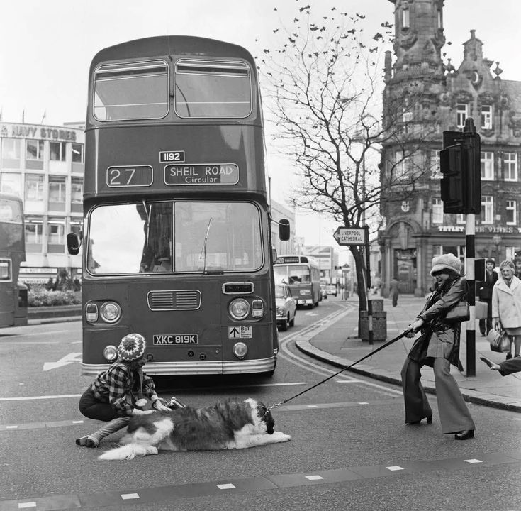dogandbus.jpg.00ea7a33b9d920bffb02017ab1388de3.jpg
