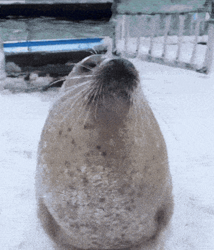 seal-seal-slapping-belly.gif.f951b103cf9ff1df39ae933a47397e93.gif