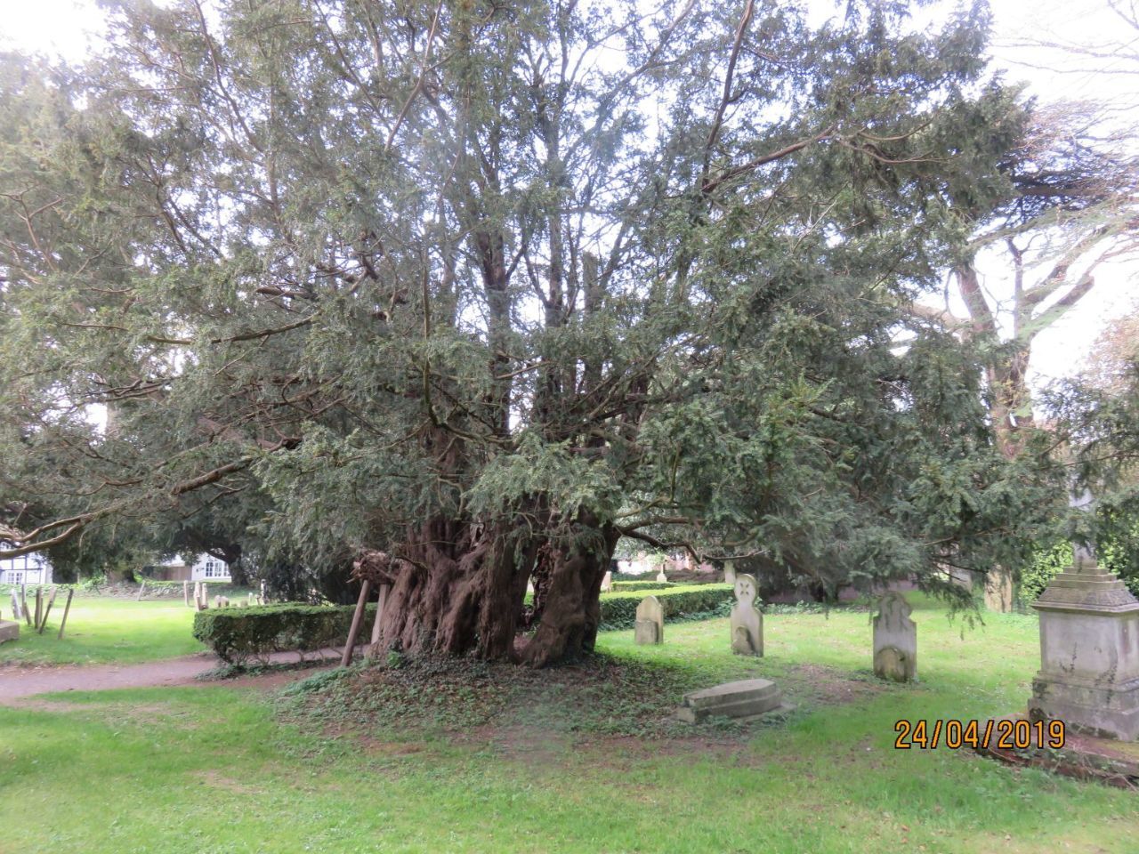 Farringdon-Yew-Tree-1-1536x1152.jpg.7977b343deecbc5e3e29ea230ead1ffe.jpg