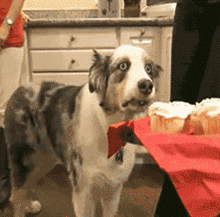 ppf-lol.gif.b1ae24a455144857182e01c1f7c52fee.gif