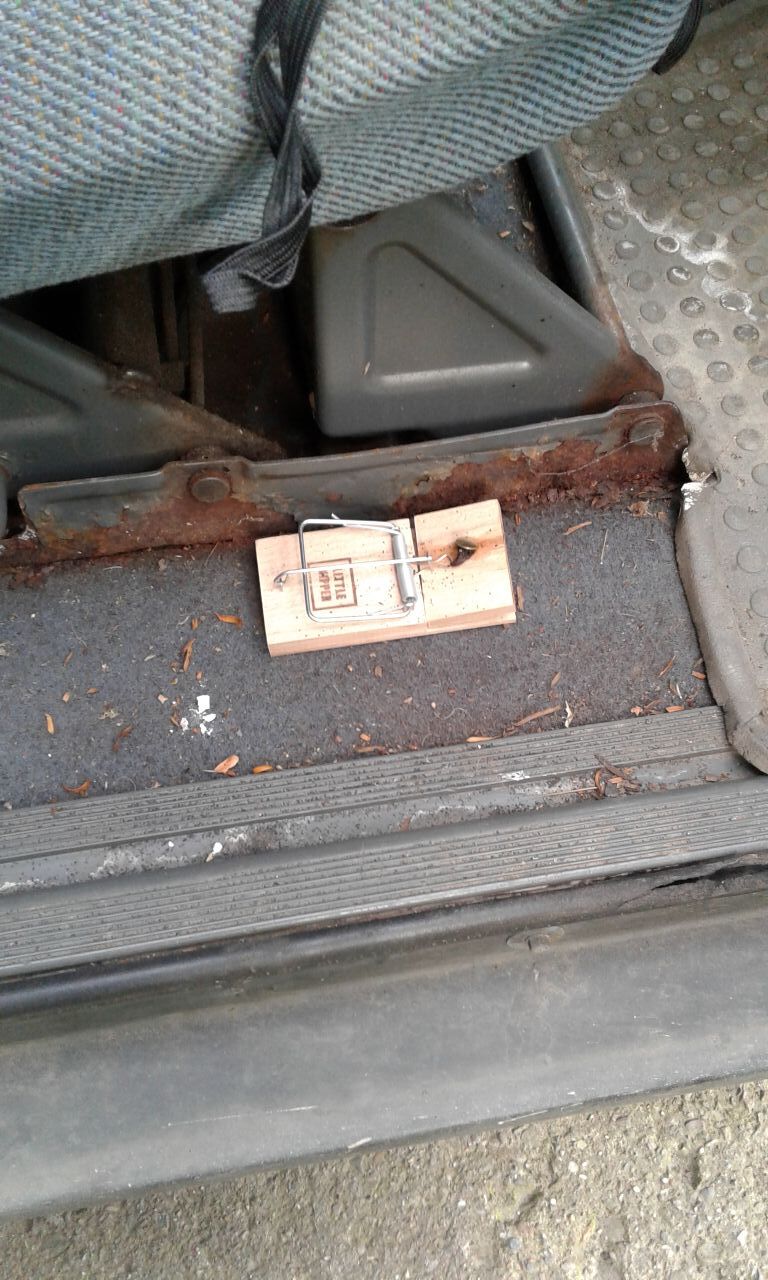 image.jpeg.aaccb971106bb09d46f0da0612410979.jpeg