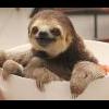 Sloth in a bowl